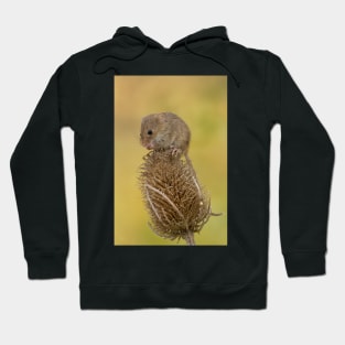 Harvest mouse on teasal Hoodie